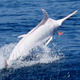 Illustration for article titled Extremely rare albino blue marlin caught on camera for the first time